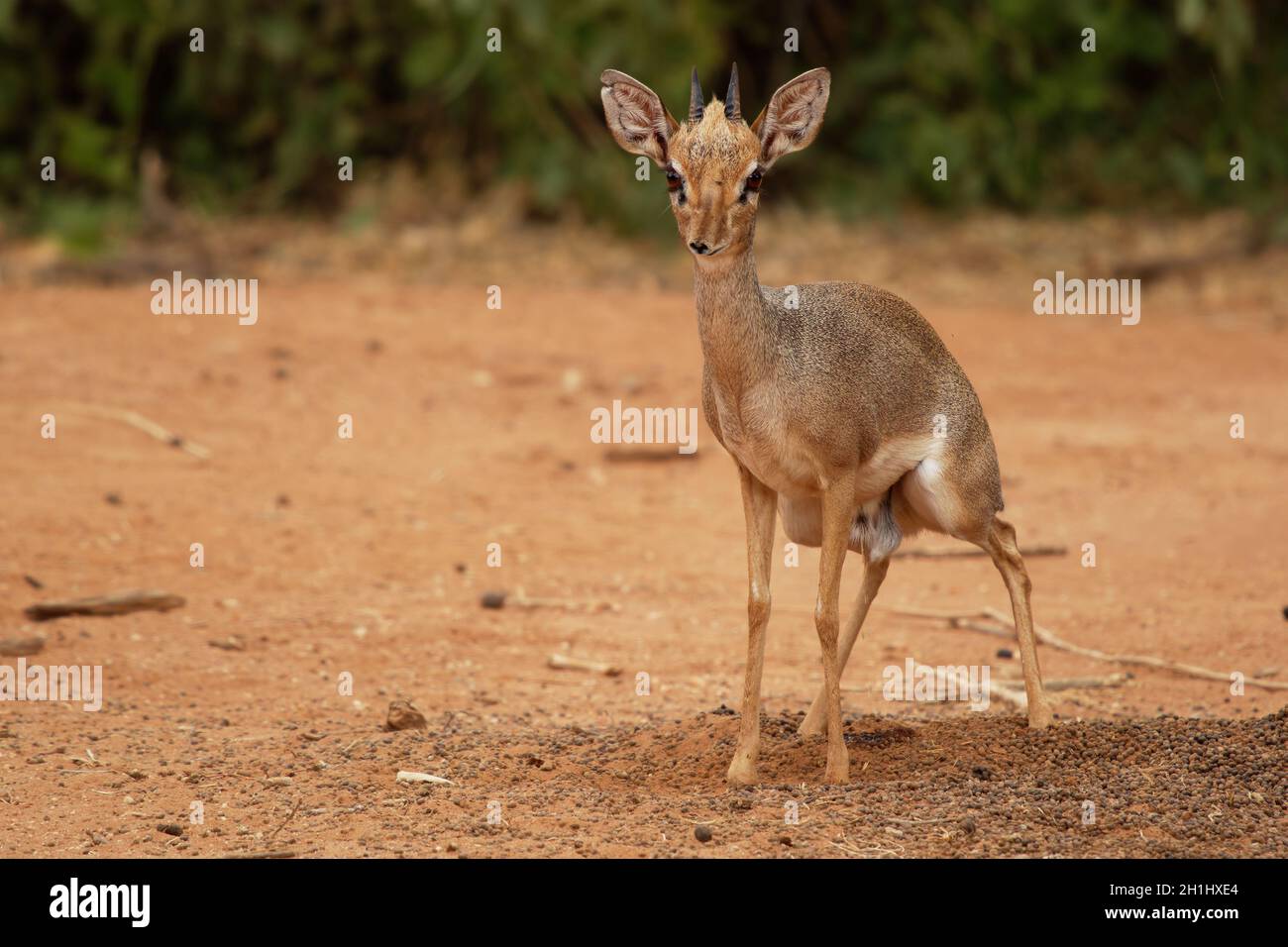 Kirks Dik-dik - Madoqua kirkii piccola antilope marrone originaria dell'Africa orientale e una delle quattro specie di antilope dik-dik, grandi occhi corna piccole orecchio grande Foto Stock