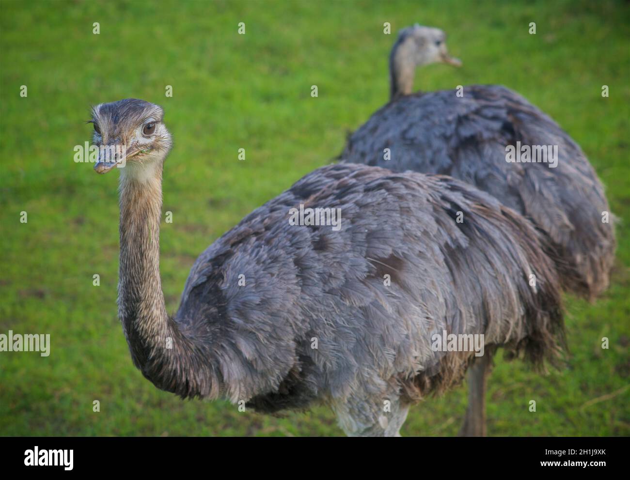 Struzzo in una fattoria, Dorset, Inghilterra. Una specie di uccello senza luce originaria di alcune grandi aree dell'Africa ed è il più grande uccello vivente. Foto Stock