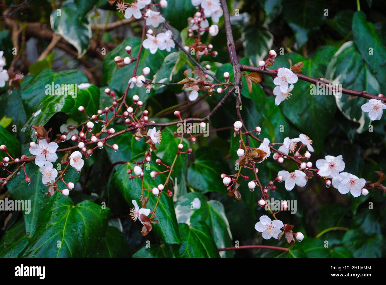 Albero di frutta in fiore all'inizio della primavera, Petaluma, California Foto Stock