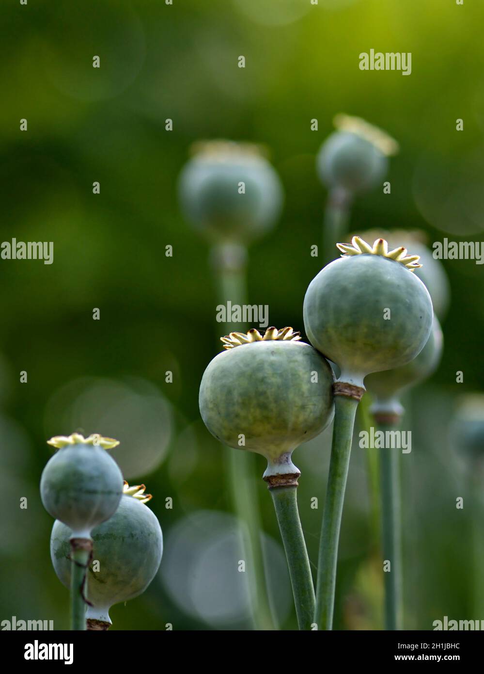 Teste di semi di papavero gigante con bokeh sullo sfondo, prese con una profondità di campo poco profonda Foto Stock