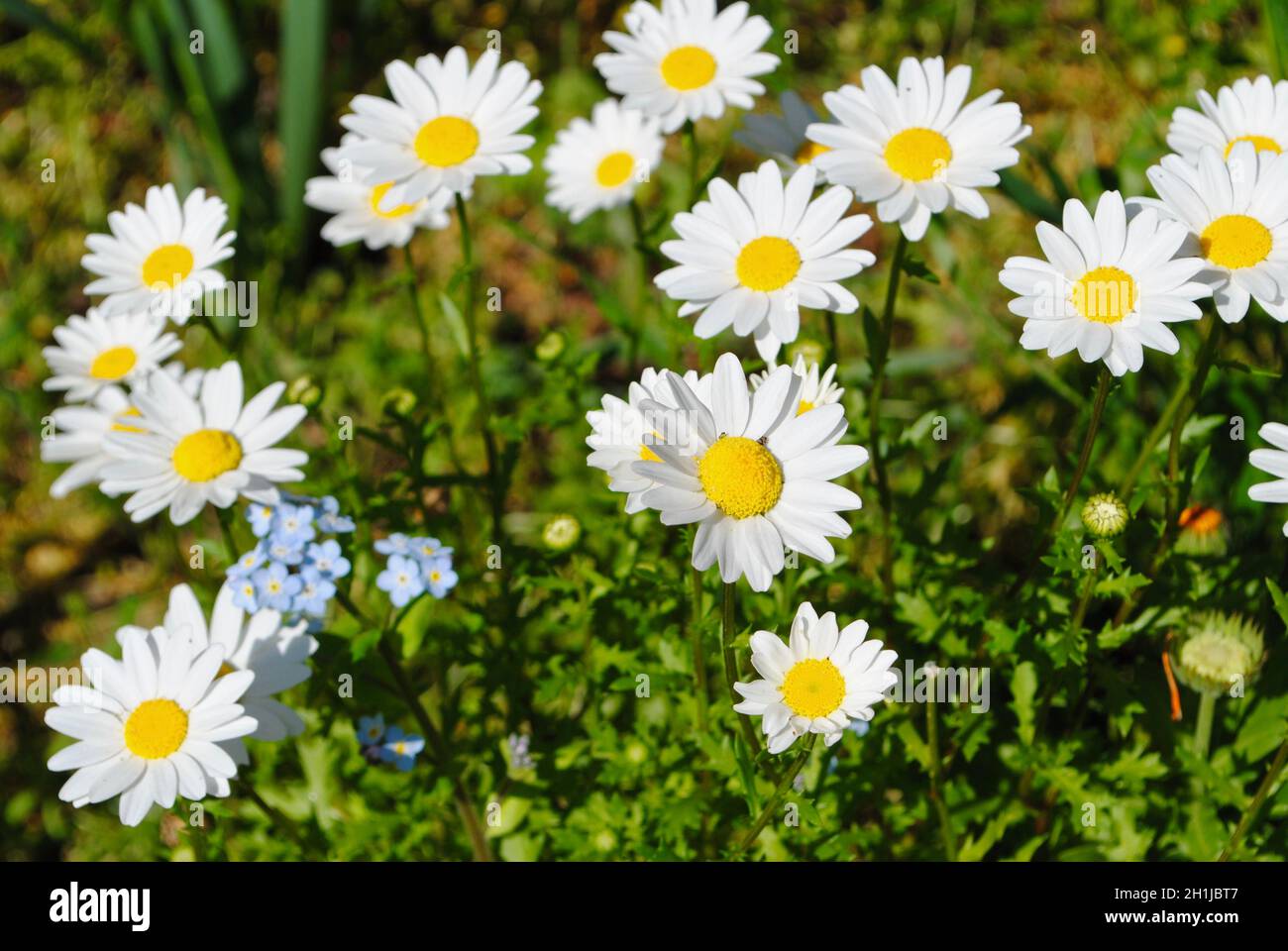 Margherite selvatiche a Petaluma, California Foto Stock