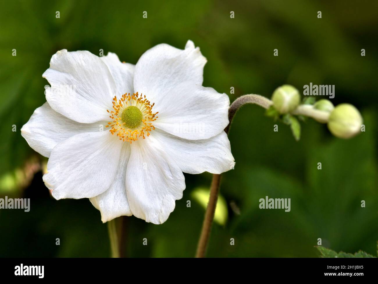 Bellissimo fiore singolo bianco anemone giapponese Foto Stock