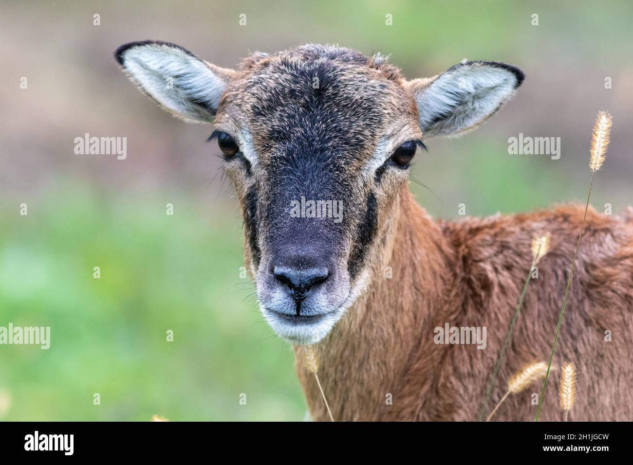 Giovane capra marrone chiaro pelliccia primo piano con erba di grano fondo morbido Foto Stock