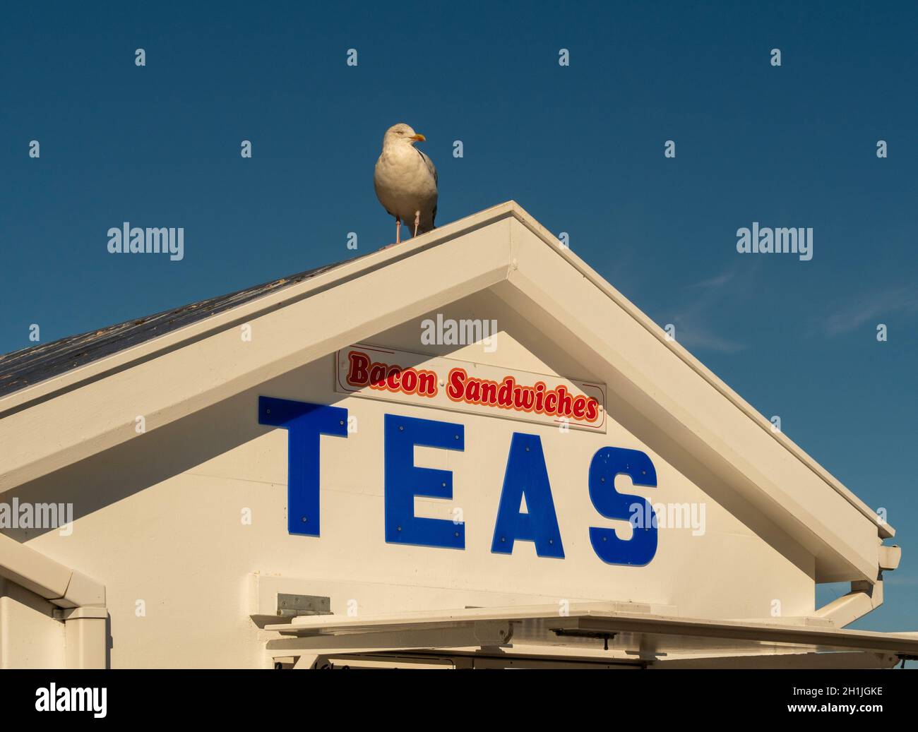 Seagull seduto sul tetto di un chiosco di ristorazione uPVC lungo Pier Road a Whitby, in una giornata di sole. North Yorkshire, Regno Unito Foto Stock