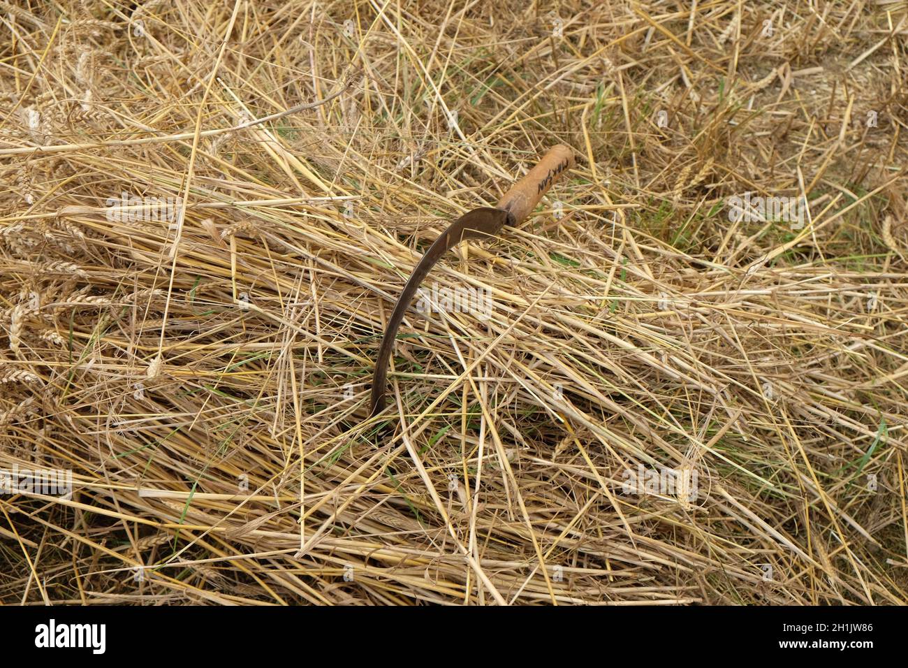 La falce e grano Foto Stock