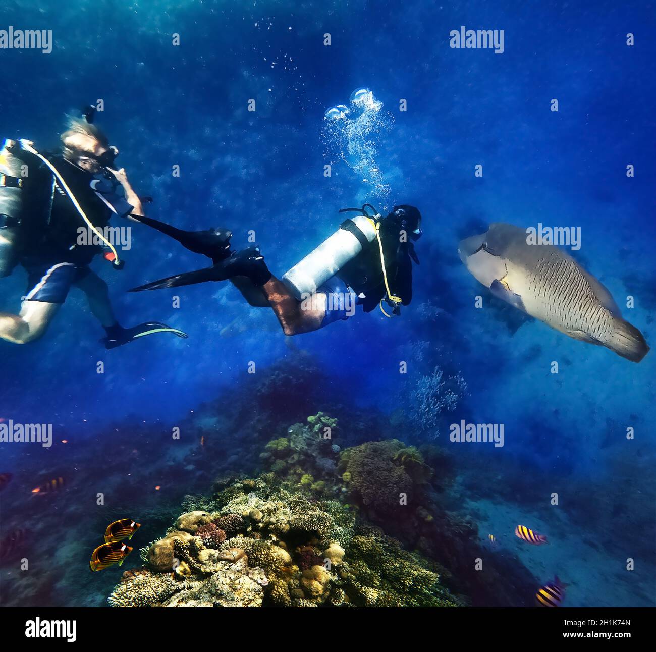 Anemonefani del Mar Rosso e subacquei, napoleonfish Foto Stock