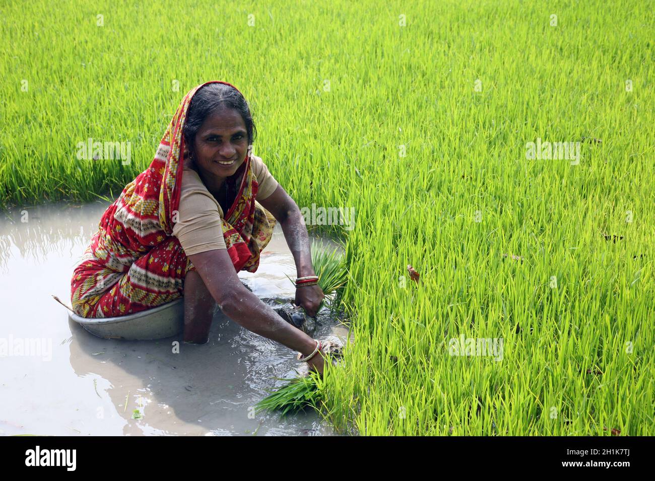 Donna rurale che lavora in piantagione di riso a Basanti, Bengala occidentale, India Foto Stock