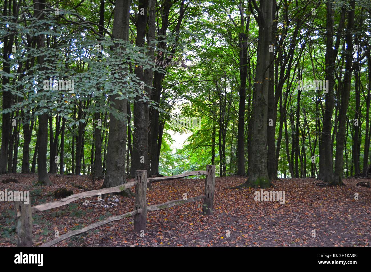 Andrew's Wood, vicino al monte Badgers e a Shoreham nel Kent, il giorno di ottobre. Faggi, valle secca e fogliame colore autunno Foto Stock