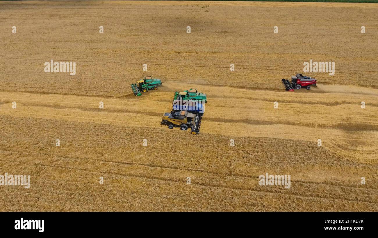 Krasnodar, Russia - 22 Luglio 2017: la raccolta di frumento harvester. Macchine agricole granella del raccolto sul campo. Macchine agricole in funzionamento. Foto Stock