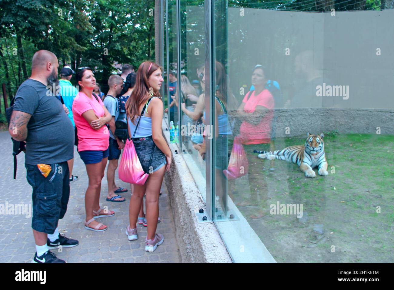 I visitatori dello zoo guardano la tigre dietro il vetro. La gente guarda la tigre attraverso un bicchiere di grande finestra nello zoo Foto Stock