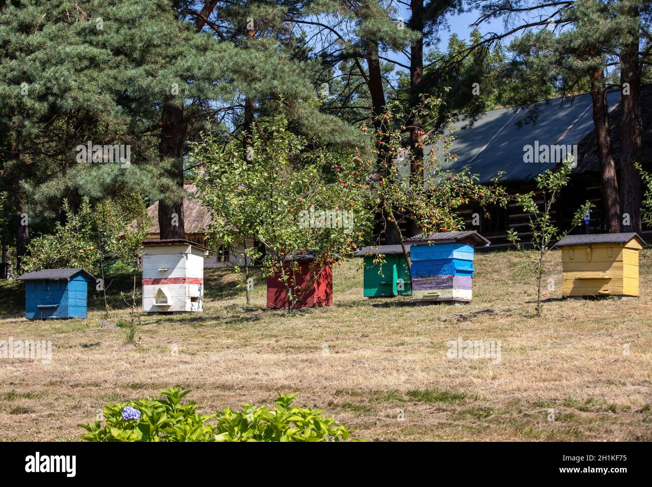 Un apiario con antichi alveari in legno in un giardino rurale Foto Stock