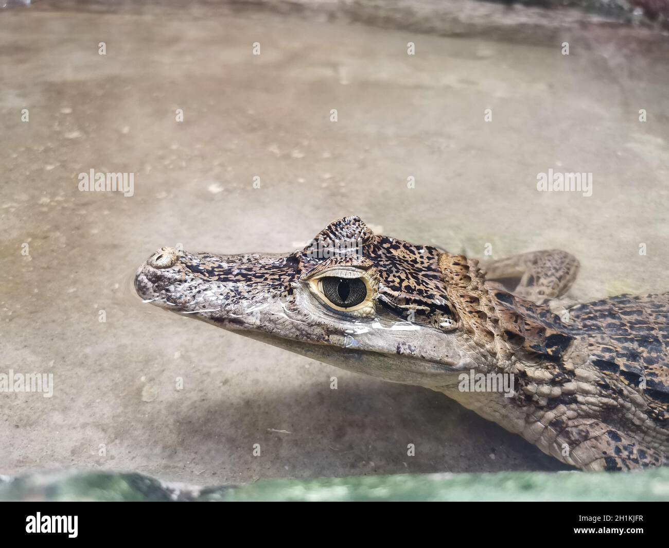 Closeup shot in un cucciolo di coccodrillo Foto stock - Alamy