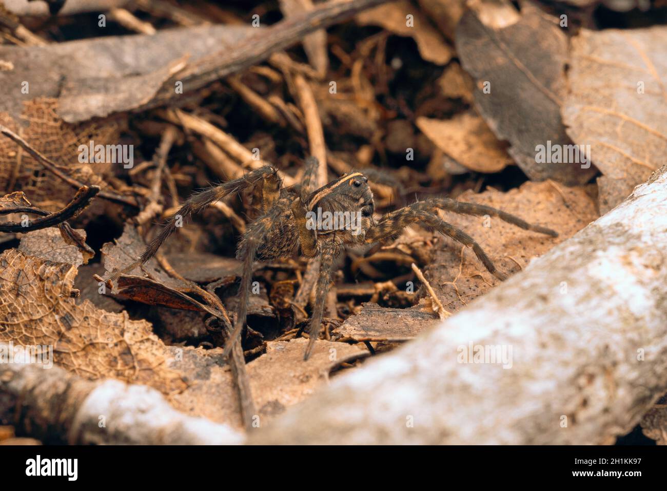 Primo piano di un ragno di lupo su una superficie di legno Foto Stock