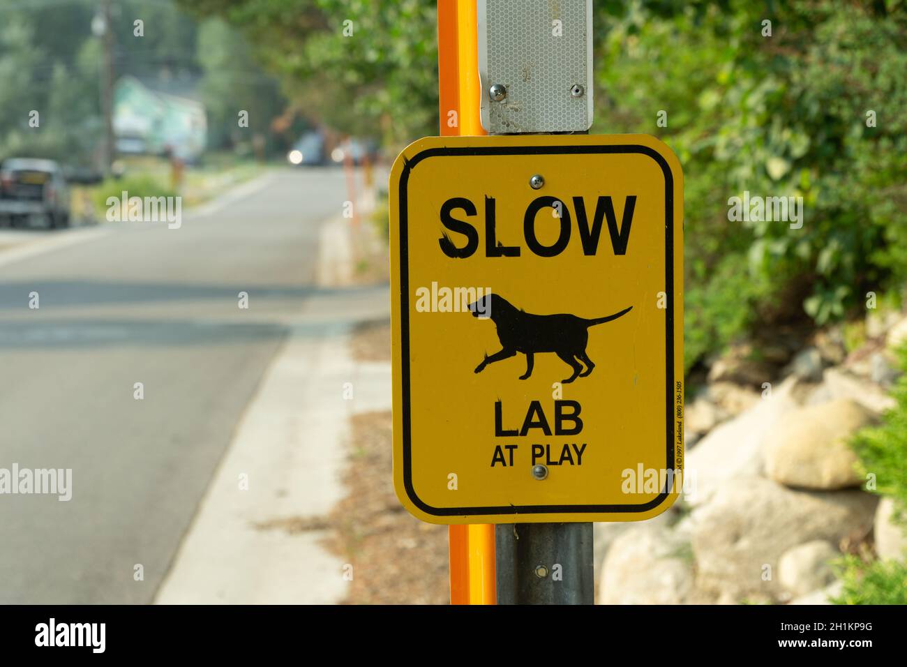 Cartello giallo di attenzione Slow con Labrador (Silhouette) sul cartello sul posto sul lato della strada. Foto Stock