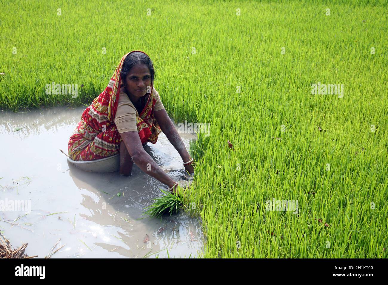 Donna rurale che lavora in piantagione di riso a Basanti, Bengala occidentale, India Foto Stock