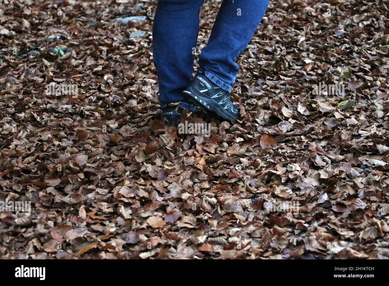 Herbstlicher Spaziergang durch den Laubwald des Hochschwarzwaldes Foto Stock