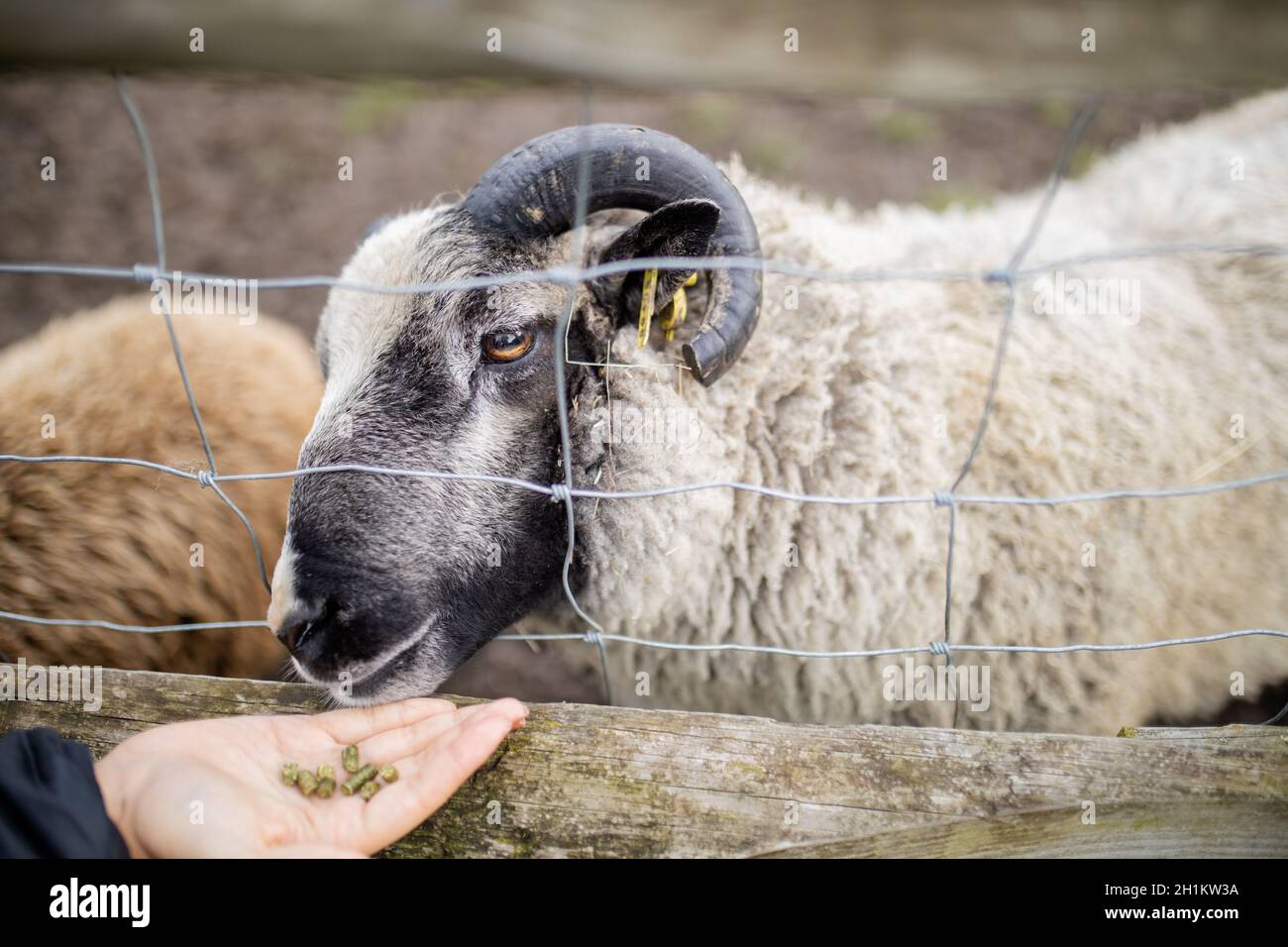 Pecora nera e bianca cornuta che attacca il relativo muso da una recinzione per mangiare il cibo dalla mano di una persona Foto Stock