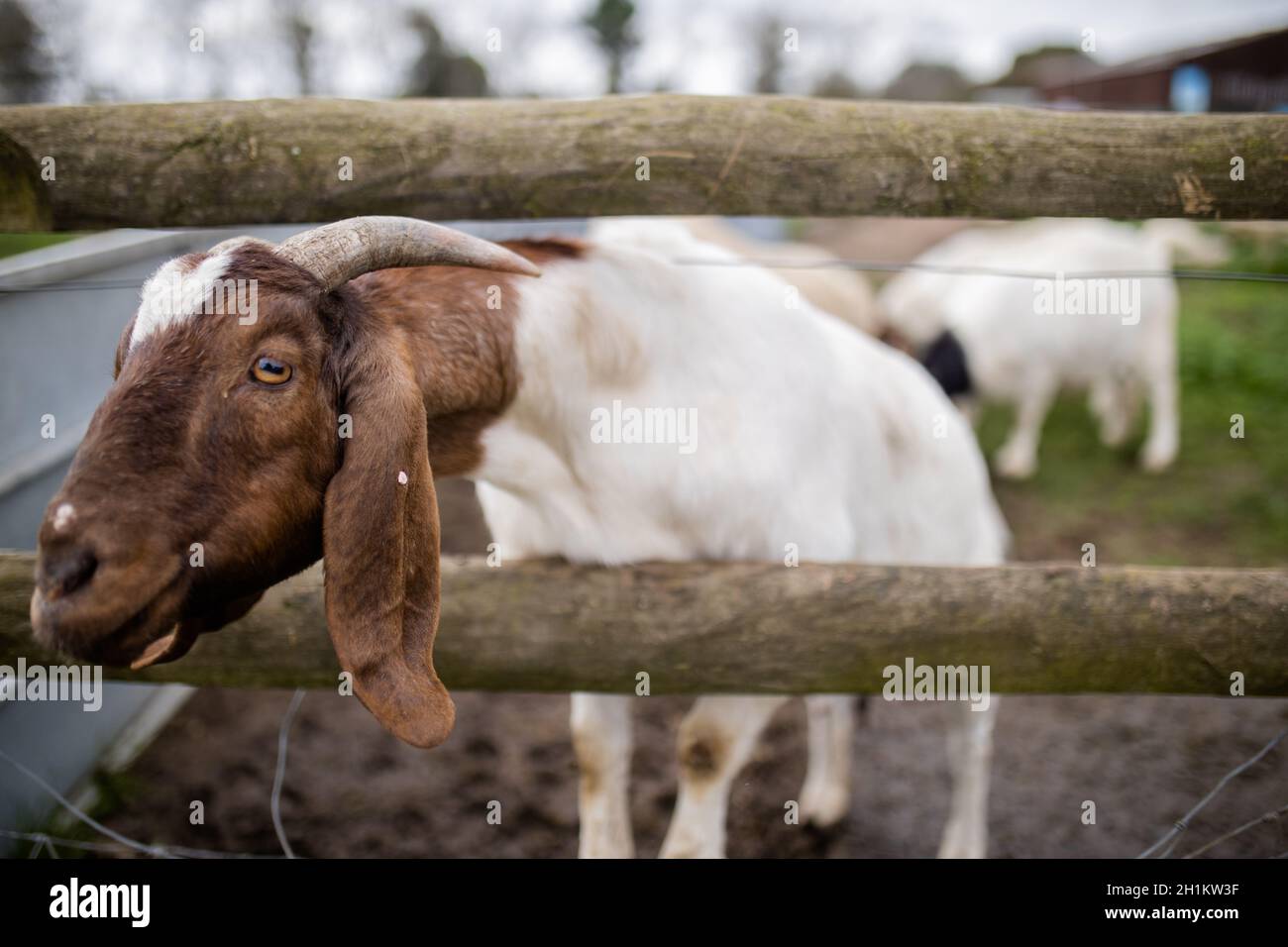 Capra cornuta bianca e marrone che si attacca la sua testa attraverso una recinzione in una fattoria. Capre bianche curiose che mangiano grano. Animali da fattoria a portata aperta Foto Stock