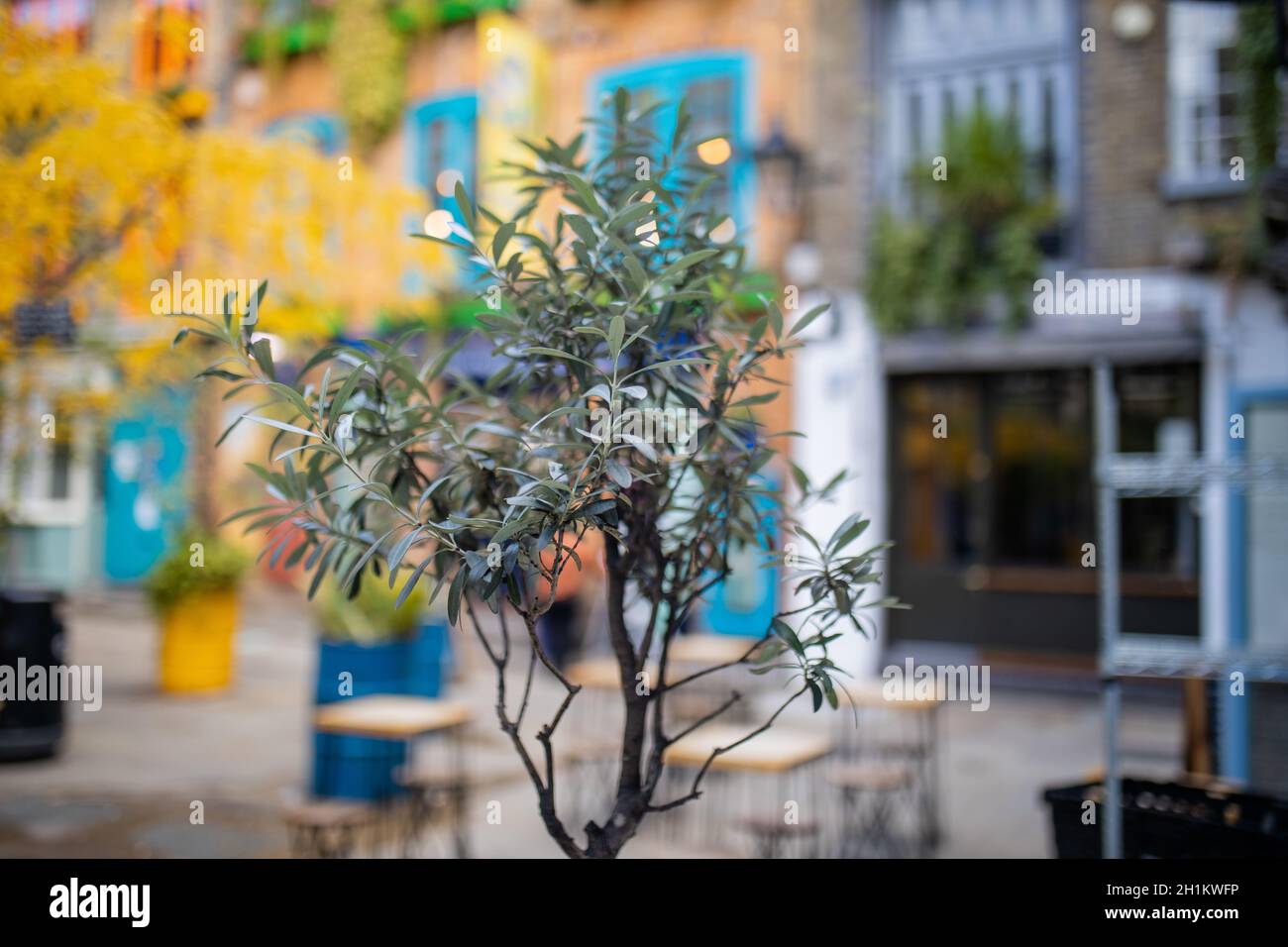 Immagine di un piccolo e sottile albero in strada, con sedie, tavoli, piante, e un edificio in mattoni con le cornici blu delle finestre come sfondo sfocato Foto Stock