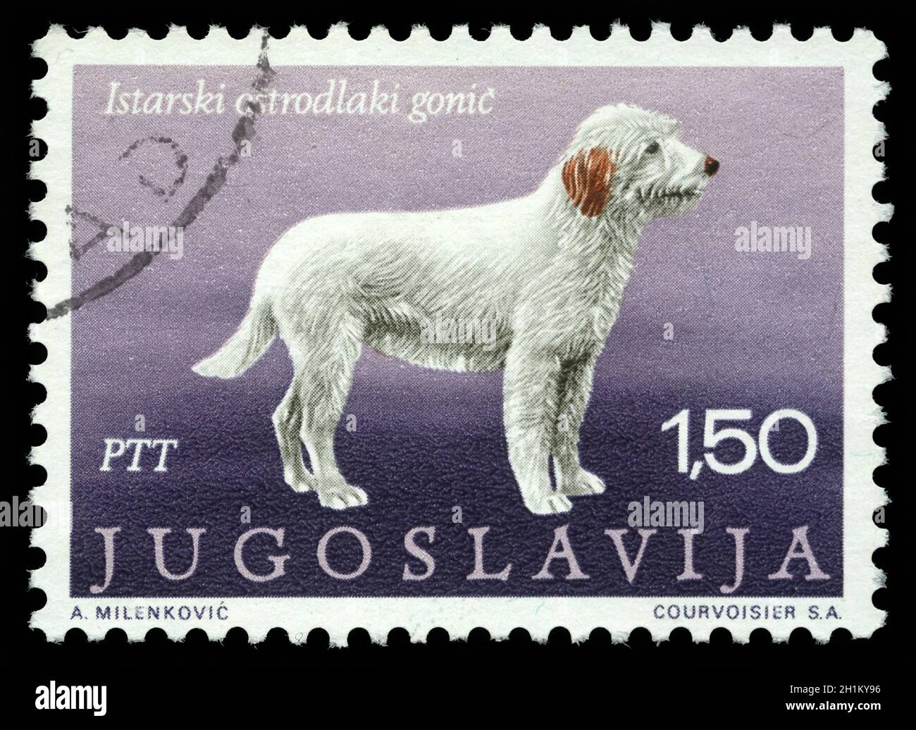 Il francobollo stampato in Jugoslavia mostra i peli grossolani istriani della serie 'Dogs', circa 1988 Foto Stock