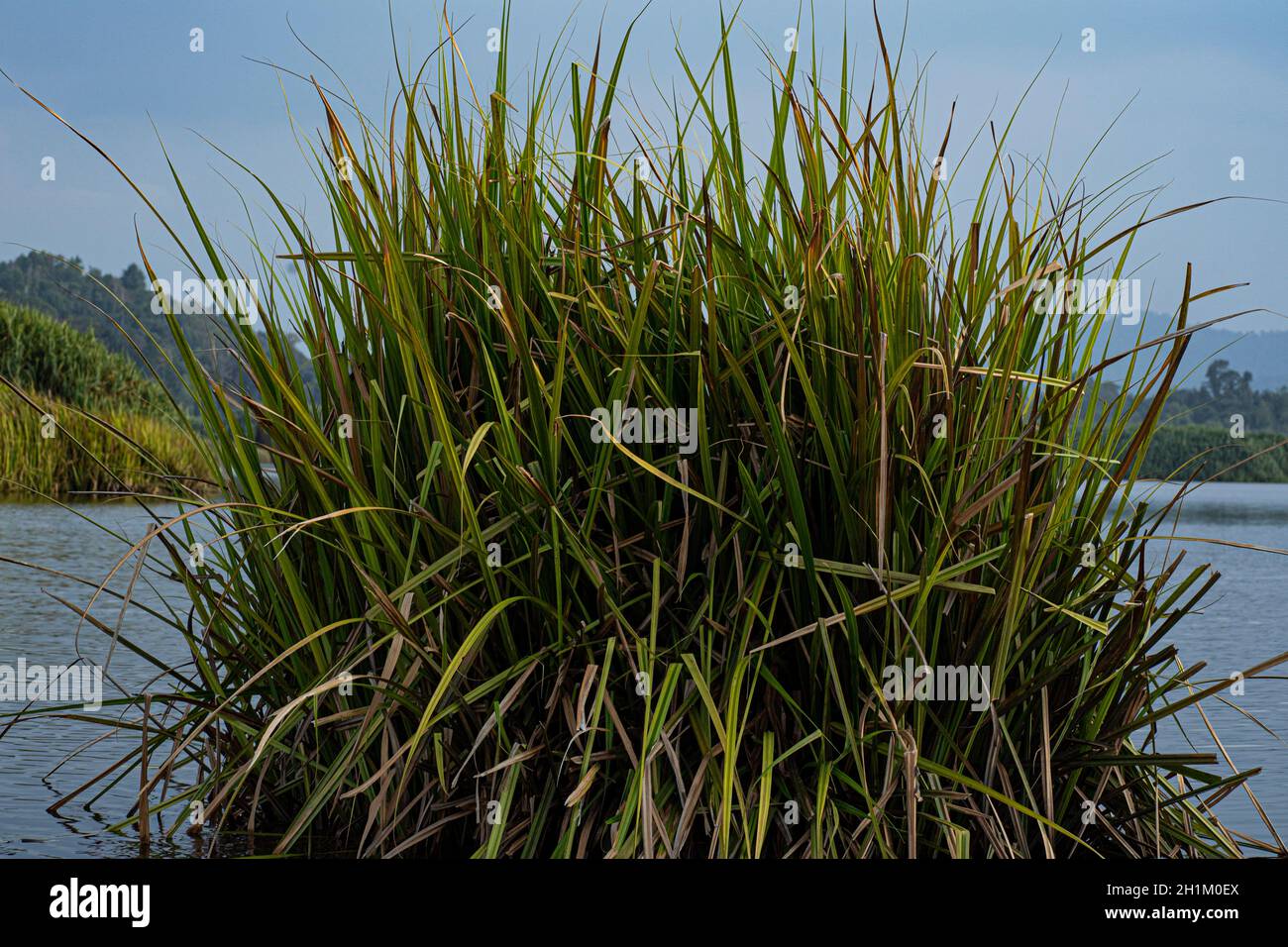 Un grumo grande di corsa gigante di bur o localmente conosciuto come il taglio di rumput o del mensiang, comunemente trovato nei laghi e nei ruscelli Foto Stock