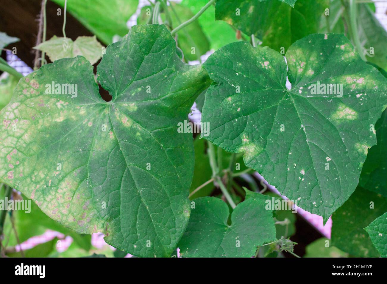 Affetta da malattie e pesti di foglie di piante e frutti di cetriolo White rot sclerotinosi malattie di cetrioli è bianco muffa bianco marciume. Peresporosi di muffa downy, sclerotinosi di marciume bianco. Foto Stock