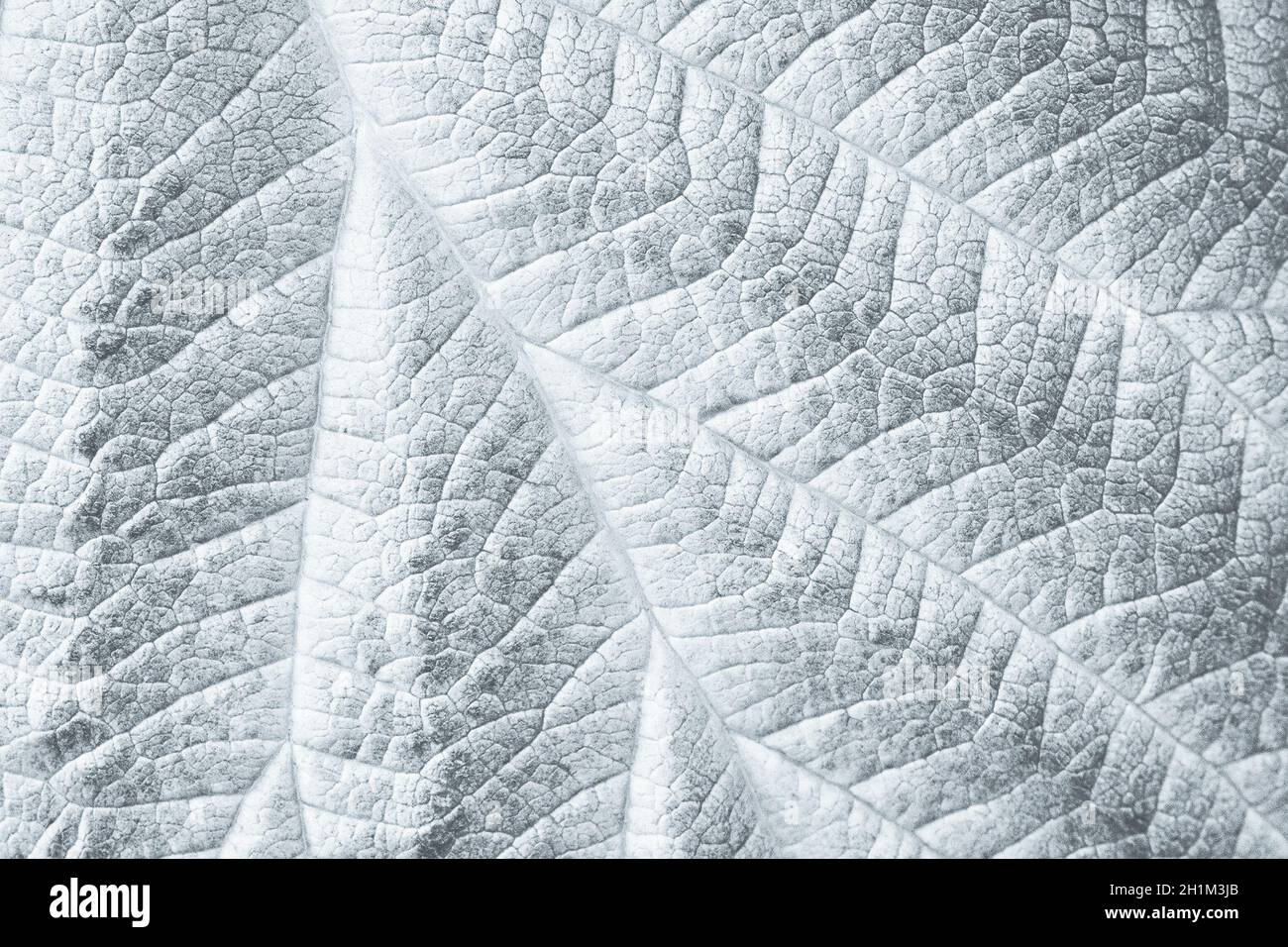 Macro texture foglia per sfondo bianco e nero monocromatico Foto Stock