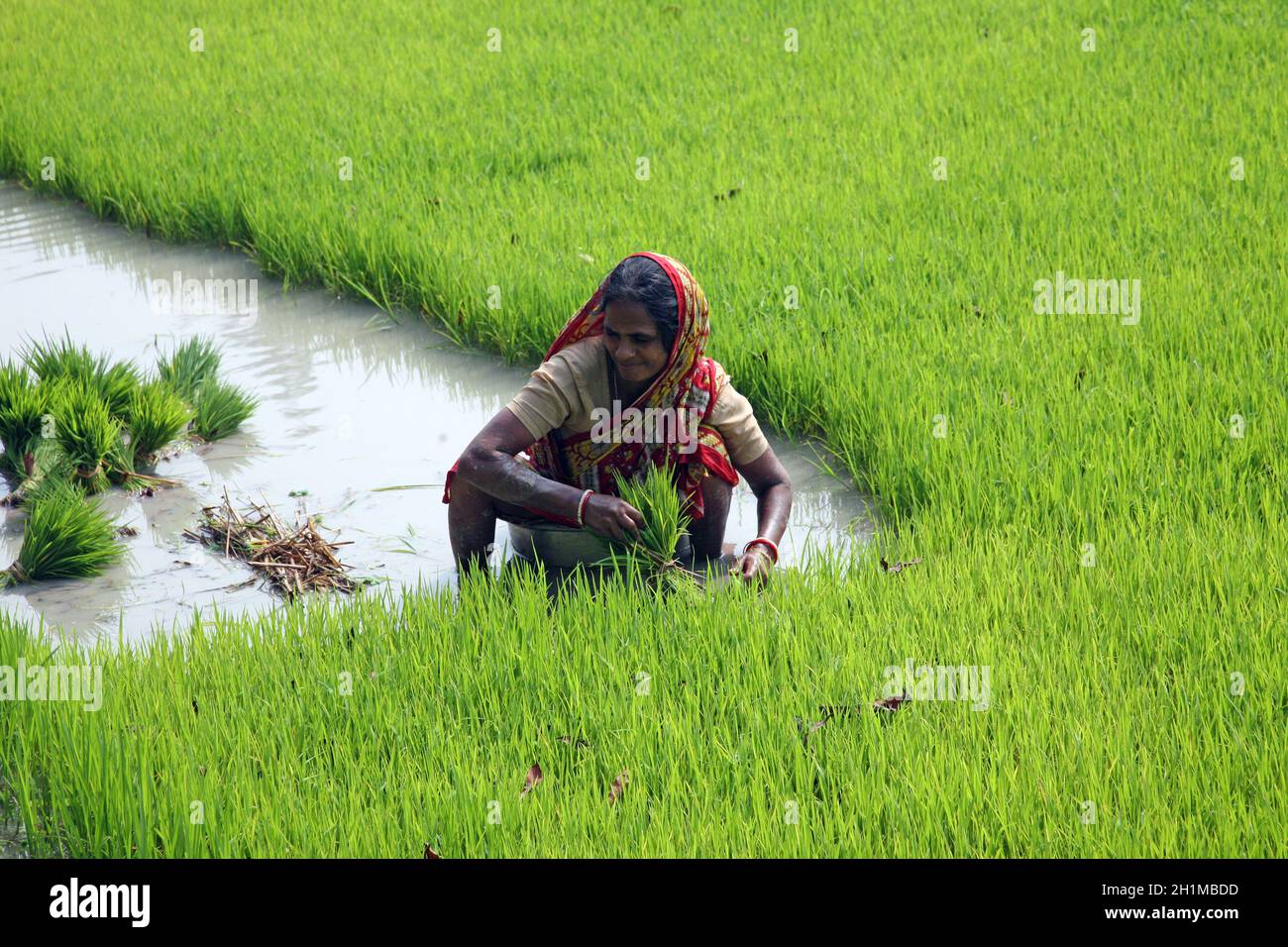 Donna rurale lavorando in riso piantagione in Bosonti, West Bengal, India Foto Stock