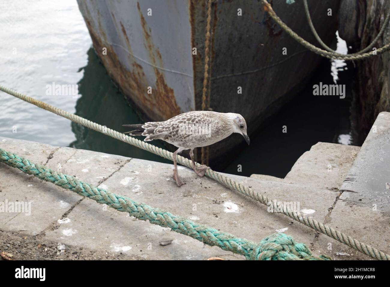 Uccelli marini al porto di Balbriggan. Foto Stock