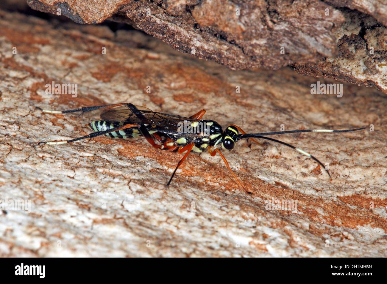 BANded Ichneumon Wasp, Gotra sp. Noto anche come Banded Pupa parassita Wasp. Coffs Harbour, New South Wales, Australia Foto Stock