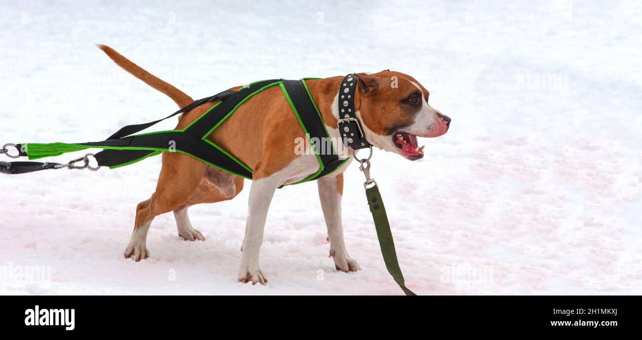 Il cane in inverno competizioni di tiro di peso Foto Stock
