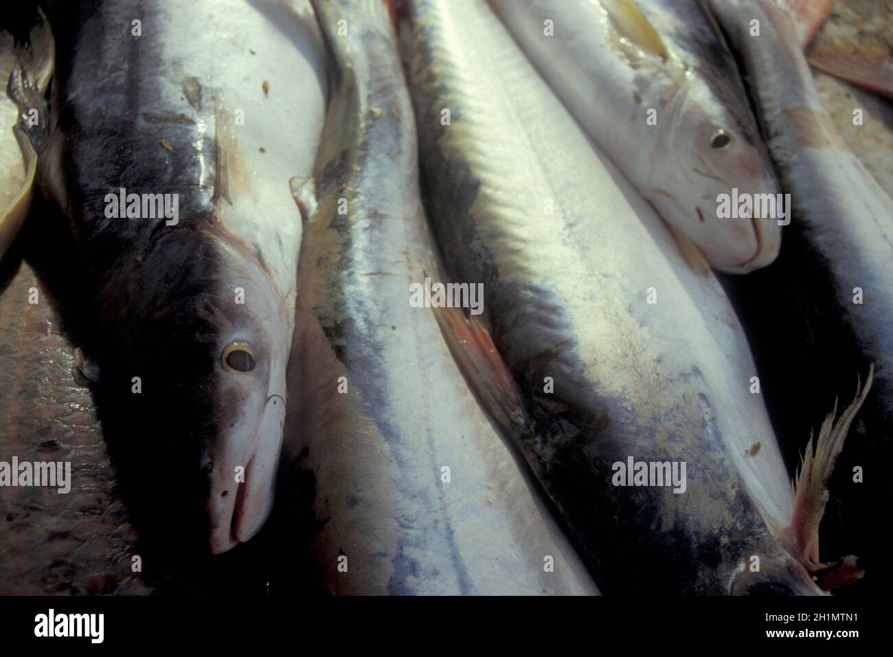 Mekong pesce in un mercato alimentare la città di Pakse nella provincia di Champasak in Lao, nel sud del Lao. Lao, Pakse, luglio 1996 Foto Stock