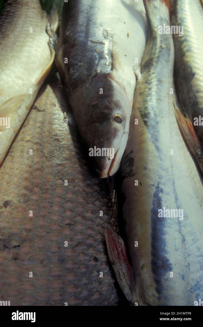 Mekong pesce in un mercato alimentare la città di Pakse nella provincia di Champasak in Lao, nel sud del Lao. Lao, Pakse, luglio 1996 Foto Stock