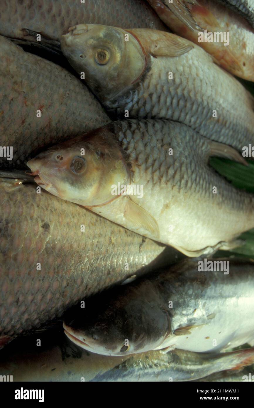 Mekong pesce in un mercato alimentare la città di Pakse nella provincia di Champasak in Lao, nel sud del Lao. Lao, Pakse, luglio 1996 Foto Stock