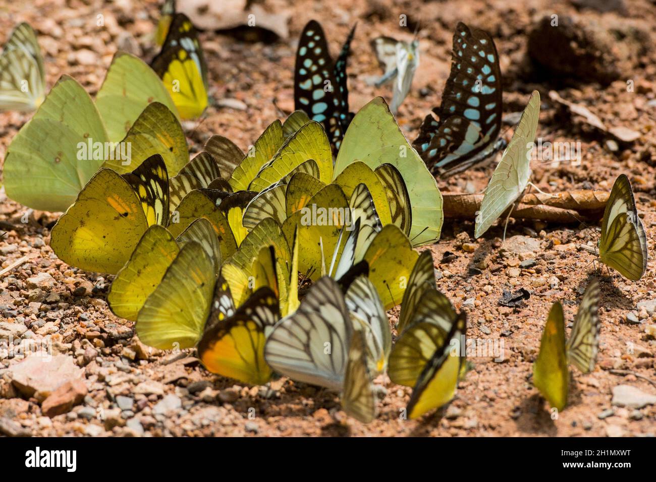 Farfalla selvaggia al Kaeng krachan Nationalpark ad ovest la città di Phetchaburi o Phetburi nella provincia di Phetchaburi in Thailandia. Thailandia, Phet Foto Stock