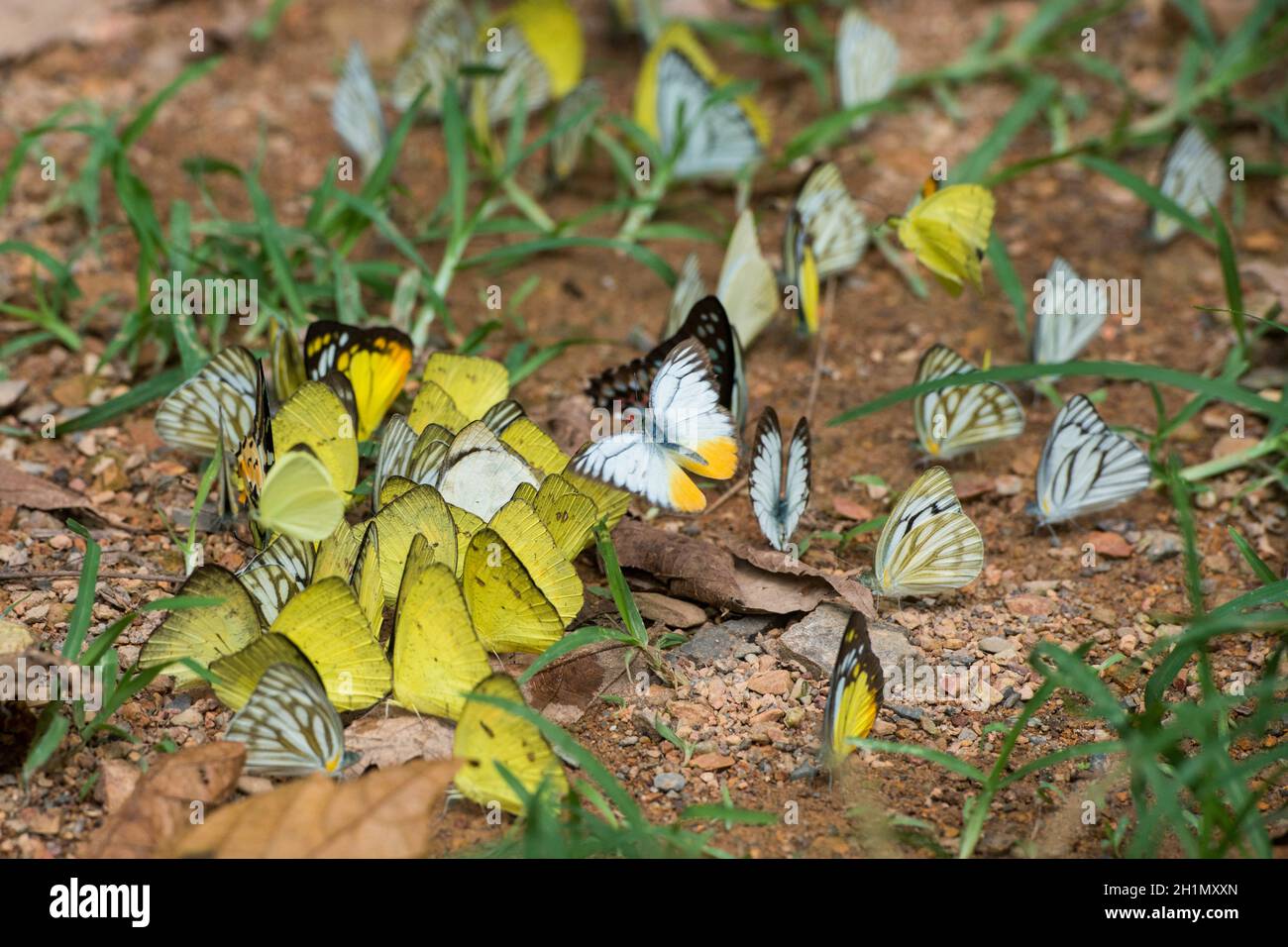 Farfalla selvaggia al Kaeng krachan Nationalpark ad ovest la città di Phetchaburi o Phetburi nella provincia di Phetchaburi in Thailandia. Thailandia, Phet Foto Stock