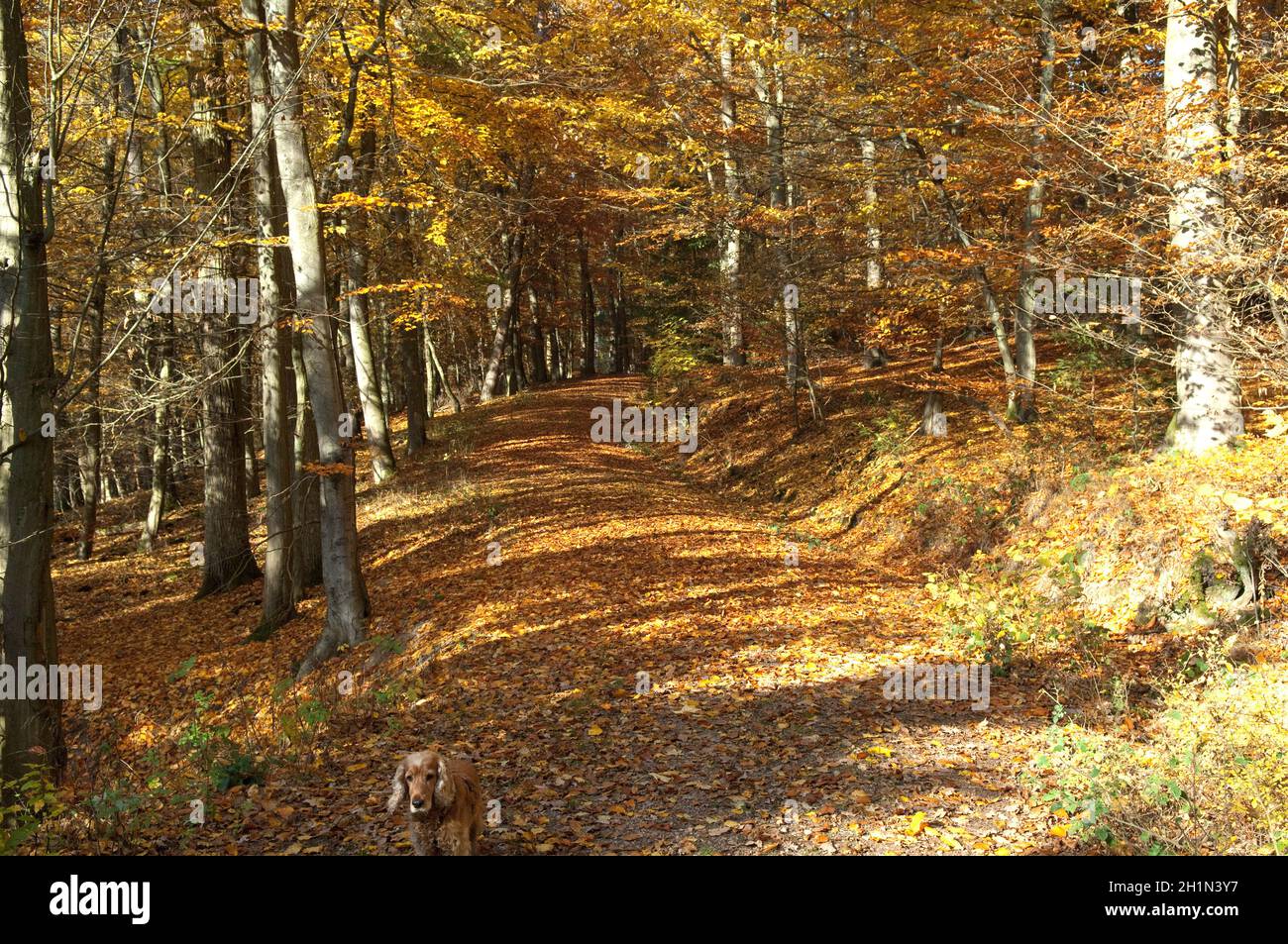 A Buchenwald, Herbst, Herbstblaetter Foto Stock