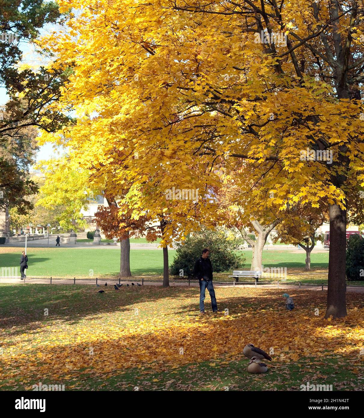 Gelbe Herbstblaetter, Parco, Foto Stock