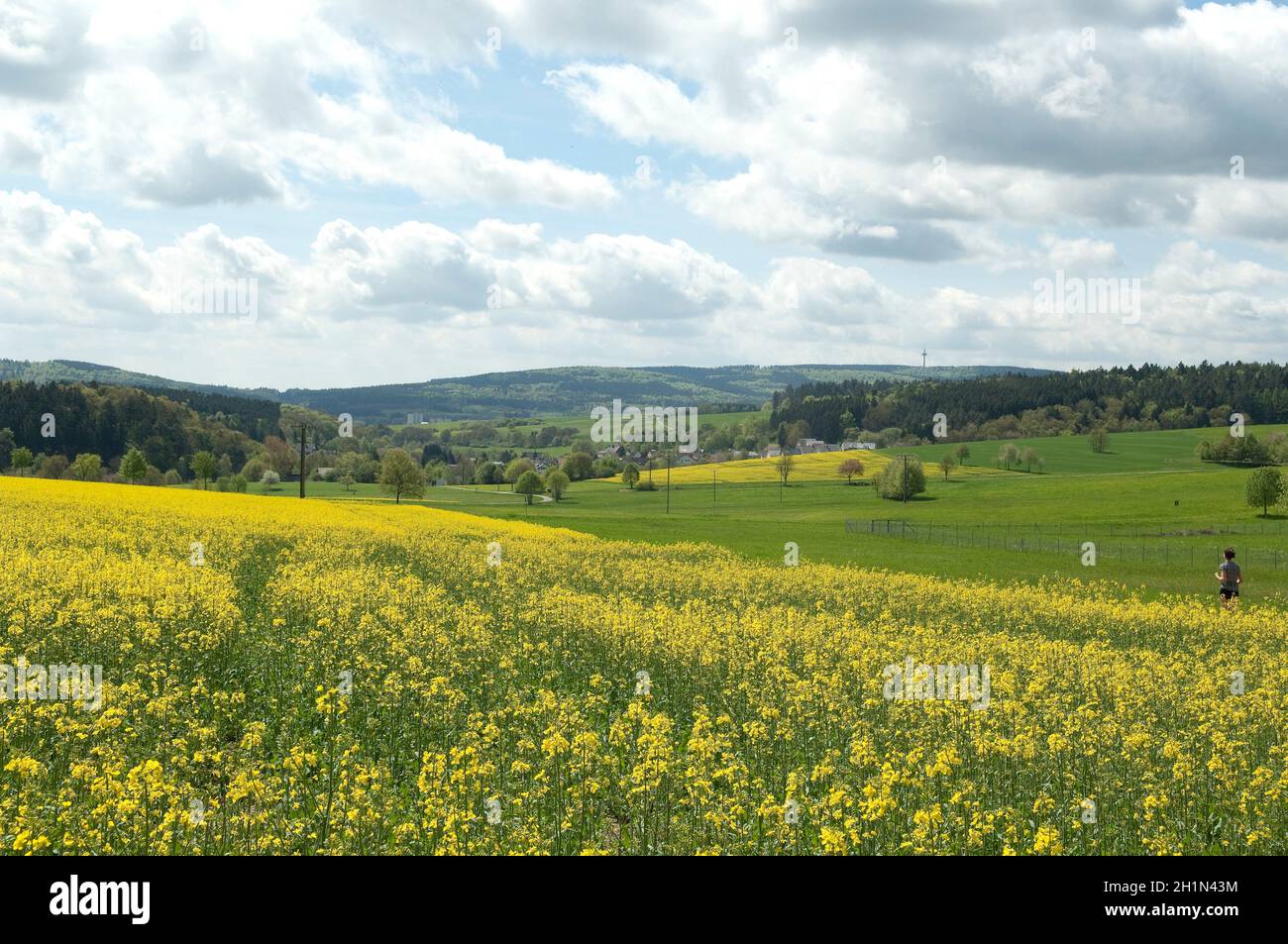 Rapsfeld, fruehling Foto Stock