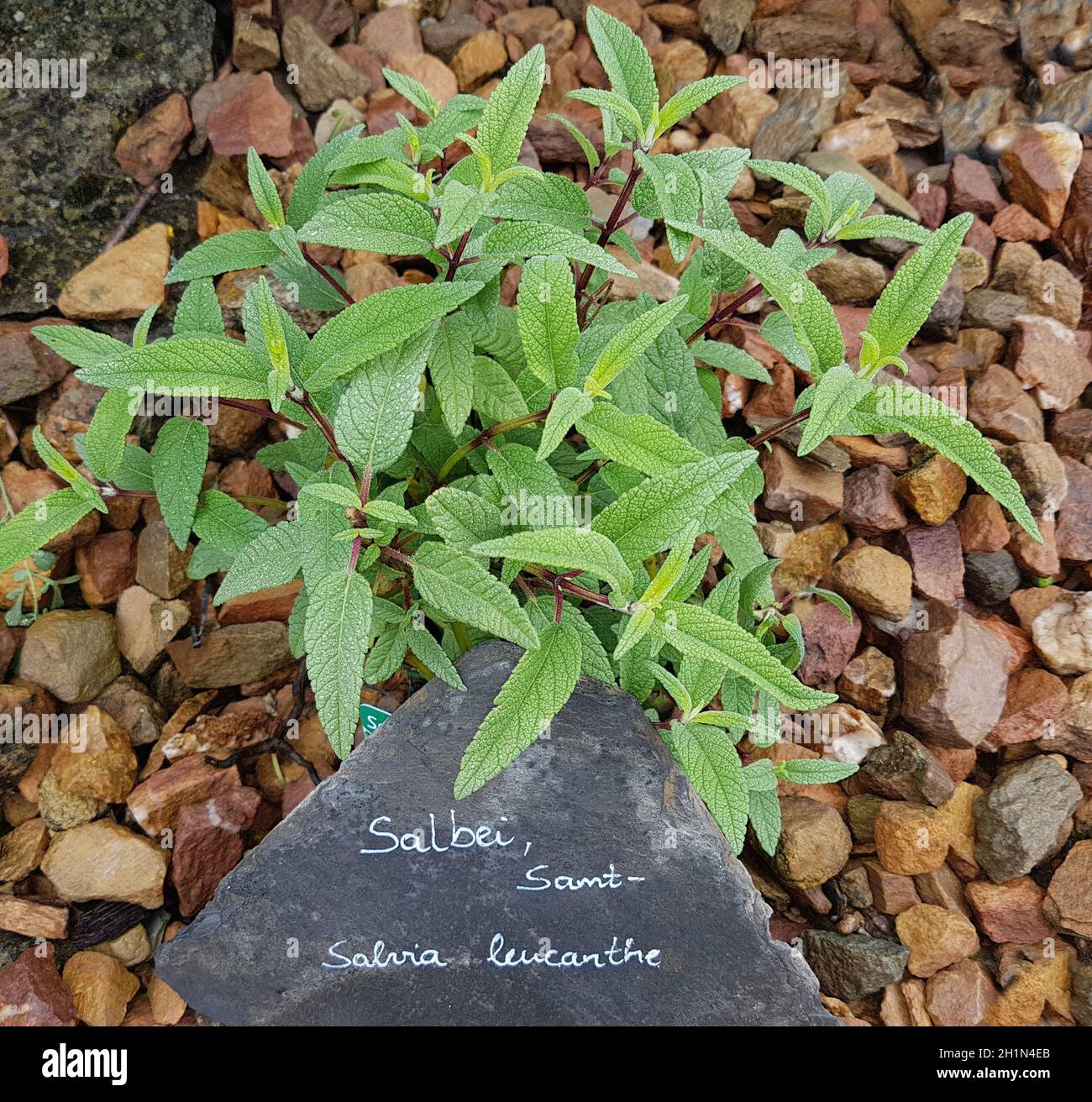 Salbei, Samt-, Salvia leucanhe, ist eine wichtige Heilpflanze und eine Duftpflanze mit blauen Blueten. Sie ist eine schoene Staude und wird auch in de Foto Stock