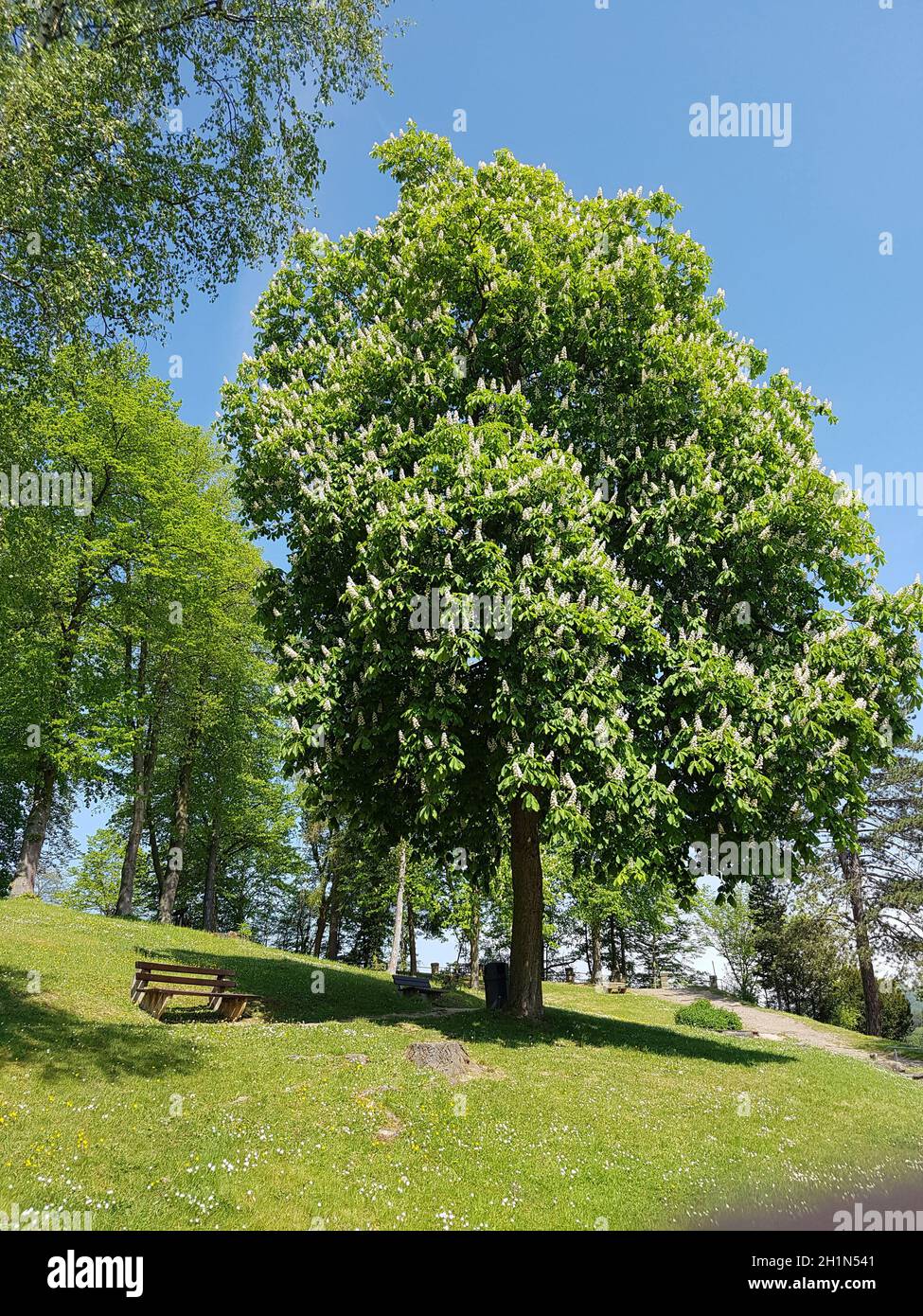 Kastanienbluete, Rosskastanie; Aesculus hippocastanum Foto Stock