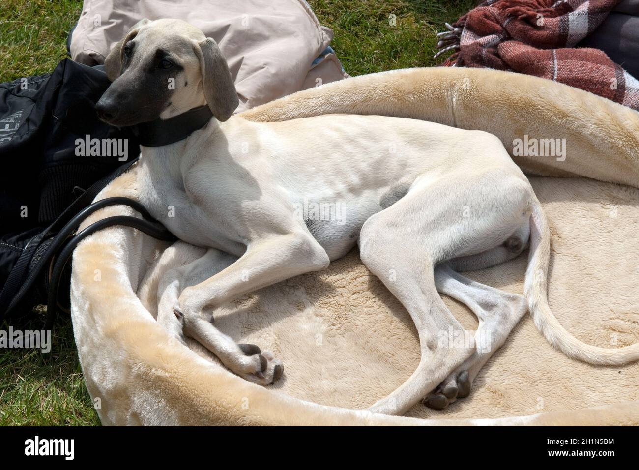 Kurzhaarsaluki, Saluki, Hunderasse, Windhund, Foto Stock