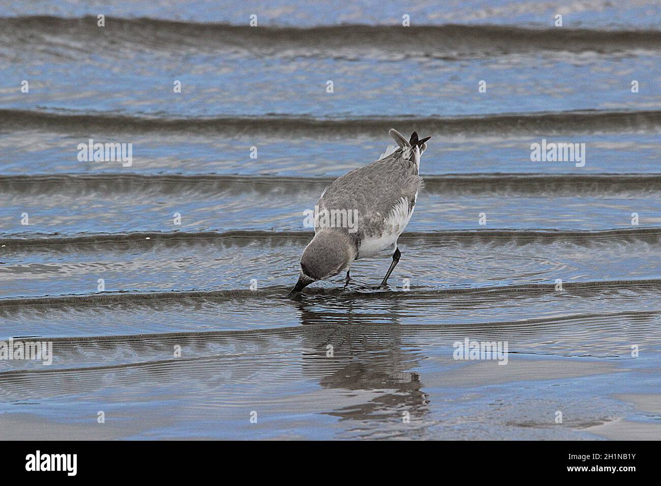 Lettera di vettura in arrivo in Nuova Zelanda (Anarhynchus frontalis) Foto Stock