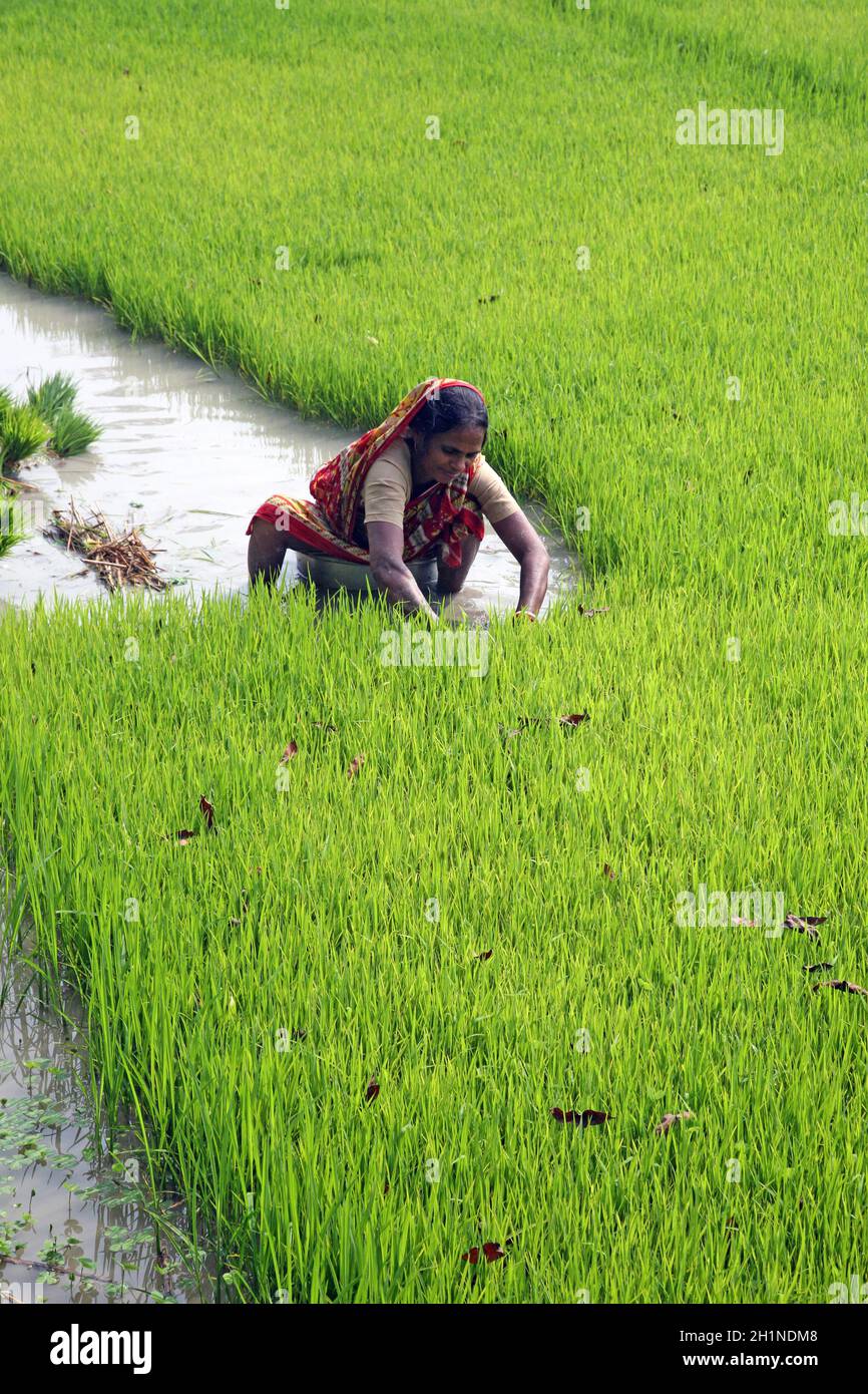 Donna rurale lavorando in riso piantagione in Bosonti, West Bengal, India Foto Stock