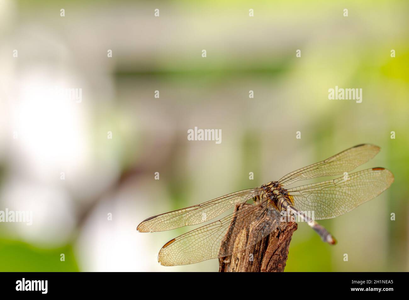 Una libellula appollaiata sulla punta di un ramo secco, verde sfondo fogliame, per il concetto di natura e vita animale Foto Stock