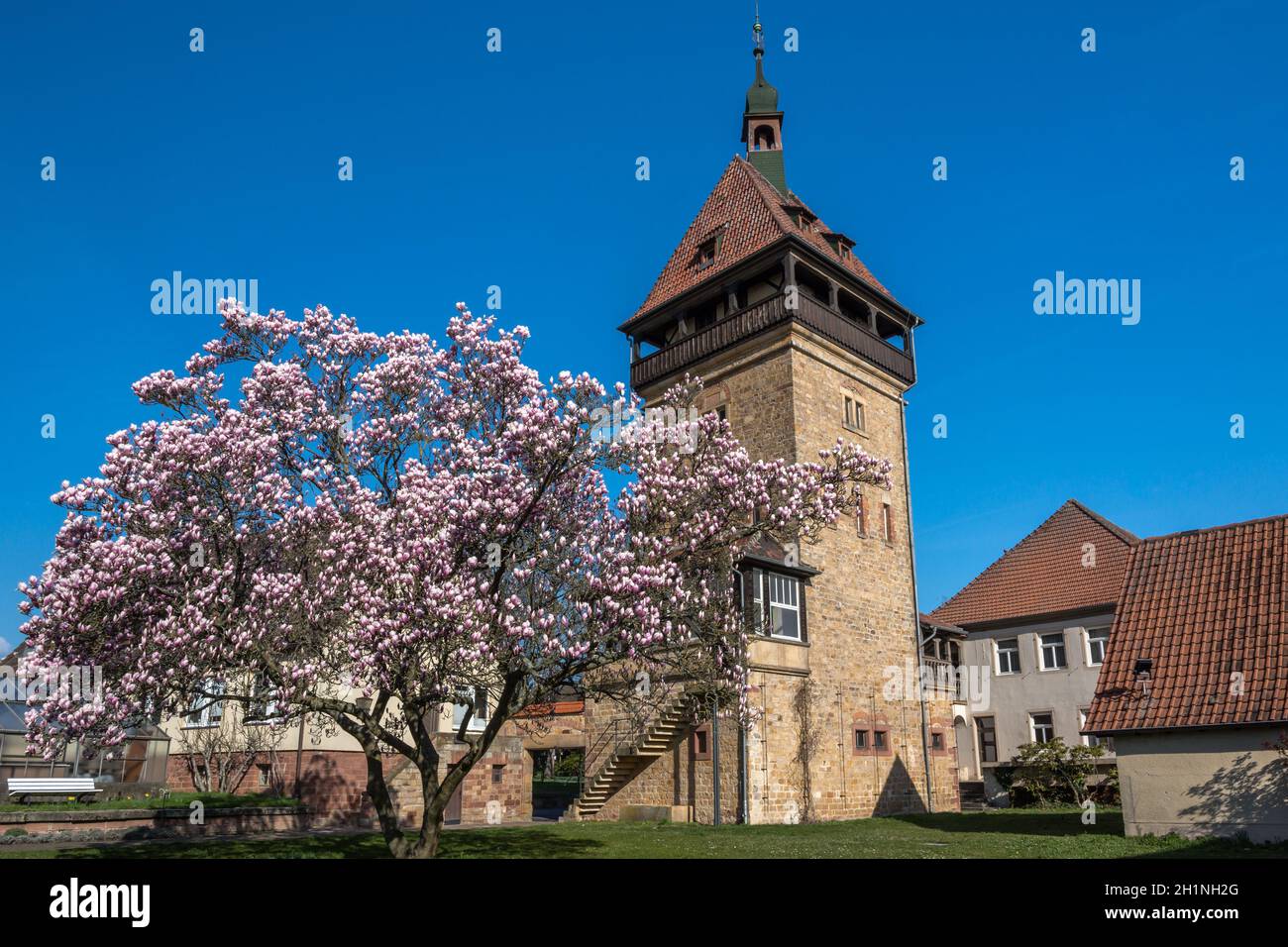Magnolia Tree Blossom, Geilweilerhof, Istituto per la produzione di uva, Siebeldingen, strada tedesca del vino, Renania-Palatinato, Germania Foto Stock