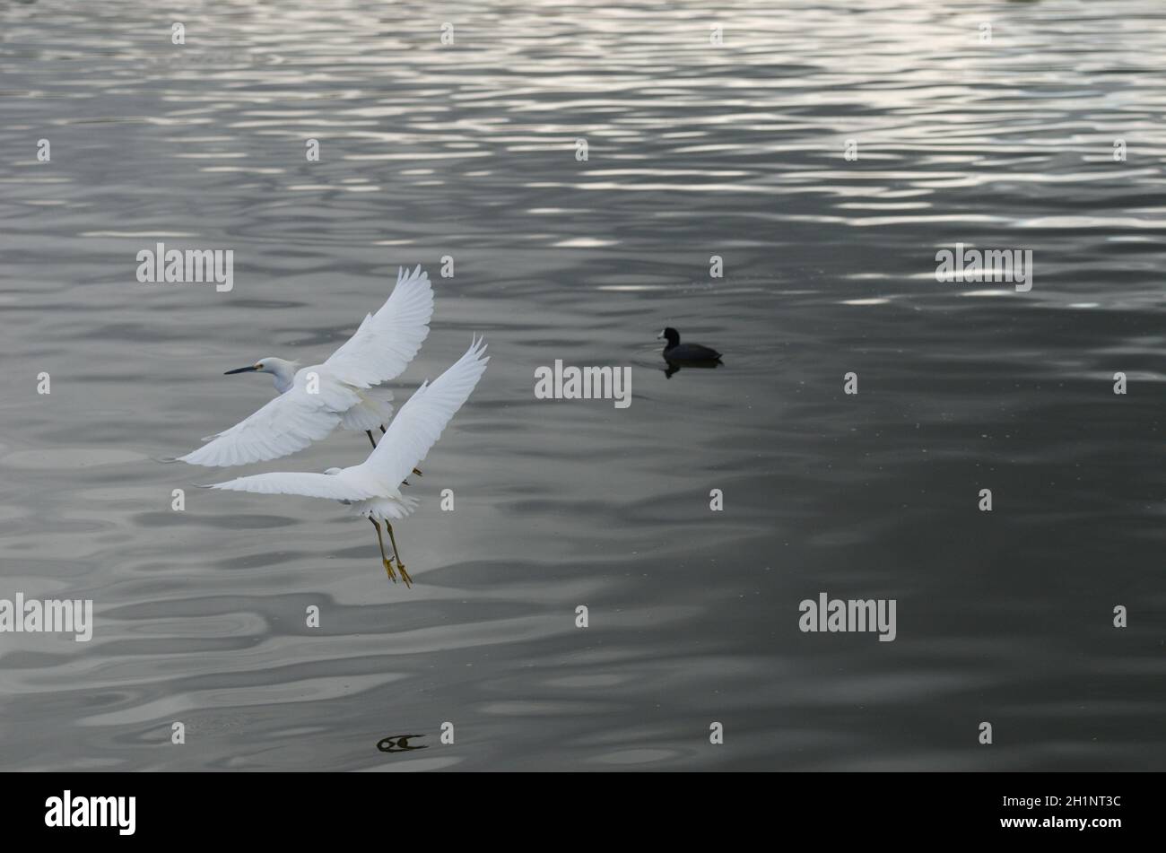 Grazia & bellezza come 2 egreti sono volo, comunicante vicinanza, compassione di queste bellezze esotiche di fauna selvatica di uccelli, espressivo & ispiratore. Foto Stock