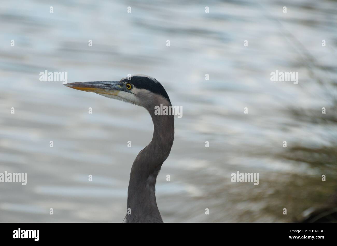 Primo piano profilo airone colorato forma collo &, testa. Colori profondi di grigio, nero, giallo, bianco con la sua texture & motivi di piuma & disegno. Foto Stock