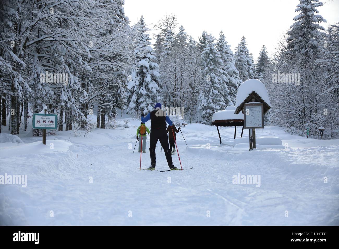 Themenbild - Wintereinbruch im Schwarzwald - Skilangläufer beim Einstieg in die Nonnenmattweiher-Spur, Foto Stock