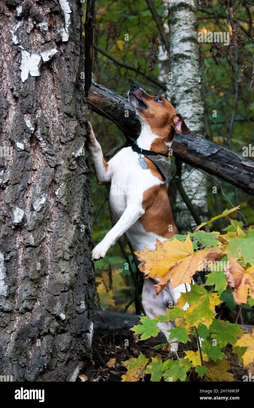 Parson Russell Terrier è stato bred a lavorare sulla volpe. Fiducioso, energico e felice, coraggioso e cordiale. Foto Stock